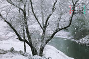 2015年1月『雪の朝（飯田市　川路）』