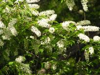 ウワズミザクラ