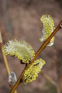 ヤマネコヤナギ