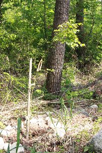 植栽ボランティア