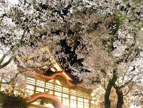 高遠城址の夜桜