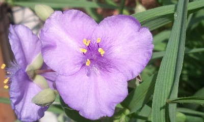 早朝、花壇の花を観賞しながら