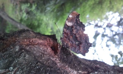 木の葉になりすます