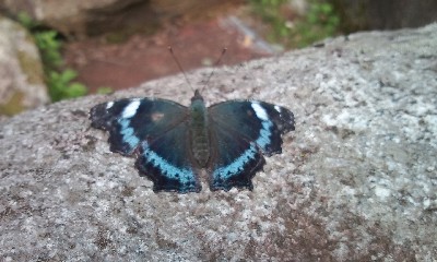 羽を広げると・・・