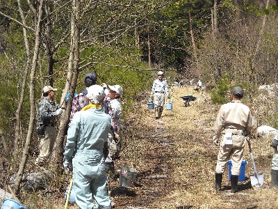 H23年4月のモミジの補植
