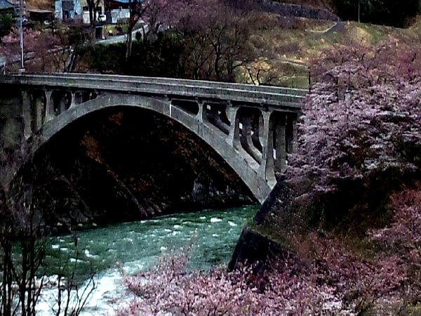 坂戸橋のサクラ
