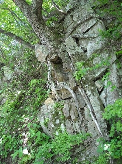 写真（風化岩の摂理に根を張る樹木）