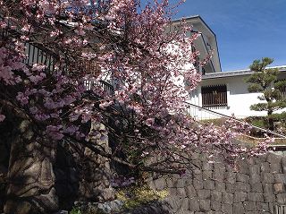 高遠町図書館と桜