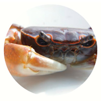 天竜川上流の主要な底生動物２０２１の画像-1