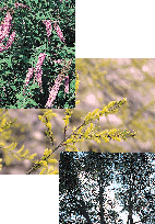 天竜川上流の主要な植物の画像-1