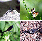 天竜川上流の主要な昆虫類２０００の画像-1