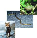 天竜川上流の主な両生類・爬虫類・哺乳類２００１の画像-1