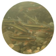 天竜川上流の主要な魚２０２０の画像-1