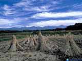 「白海飛来」茅野市小泉
