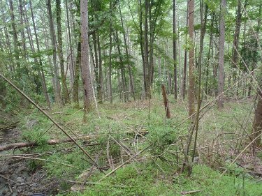 残存する竹はかつて人が植えたもの