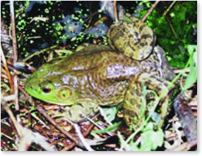 天竜川の生き物 天竜川上流の主要な両生類 は虫類 ほ乳類 天竜川について 天竜川流域を考える 天竜川上流河川事務所